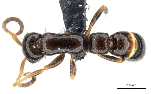 Tanipone zona - CASENT0137652