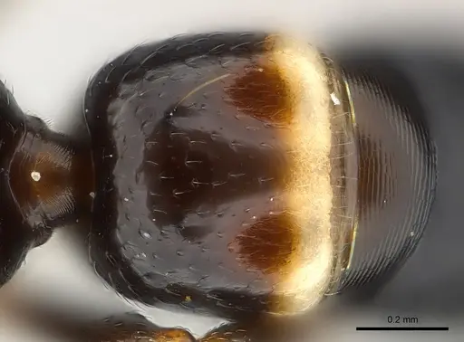 Tanipone zona - CASENT0137652