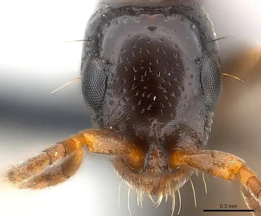 Tanipone zona - CASENT0137652