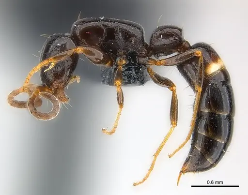 Tanipone zona - CASENT0137652