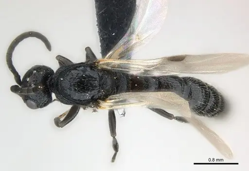 Tanipone zona - CASENT0168822