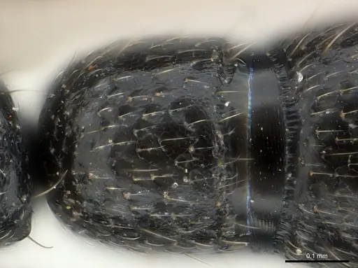 Tanipone zona - CASENT0168822