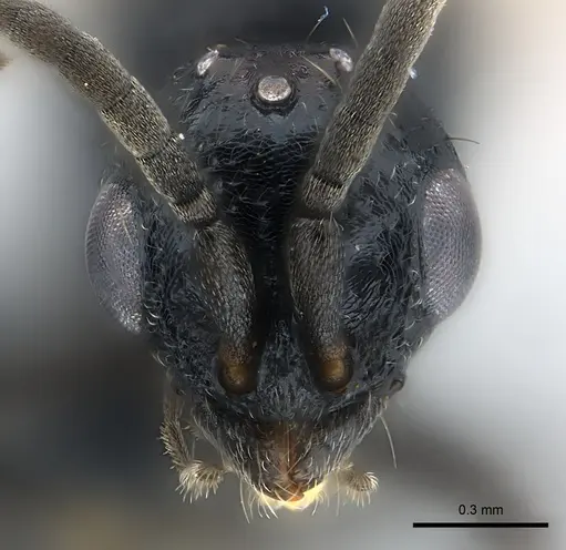 Tanipone zona - CASENT0168822