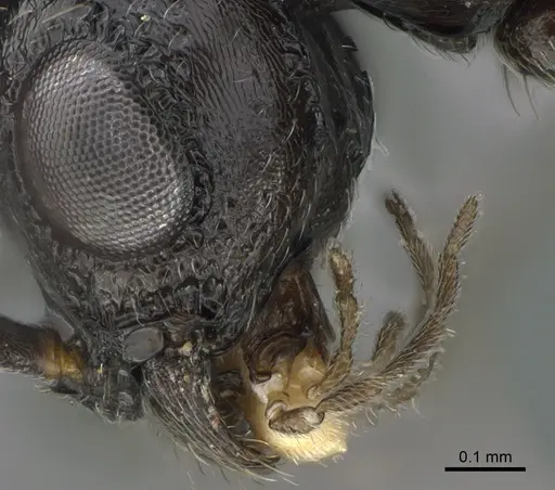 Tanipone zona - CASENT0168822