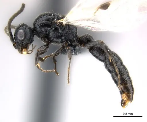 Tanipone zona - CASENT0168822