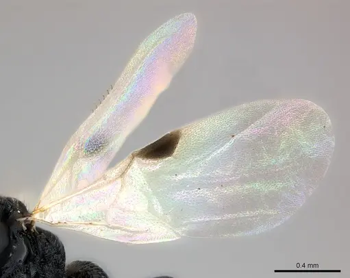 Tanipone zona - CASENT0168822