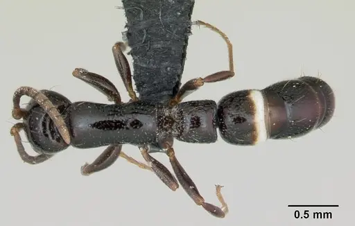 Tanipone zona - CASENT0491199