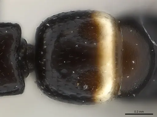 Tanipone zona - CASENT0491199