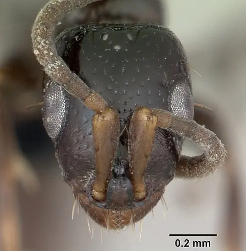 Tanipone zona - CASENT0491199