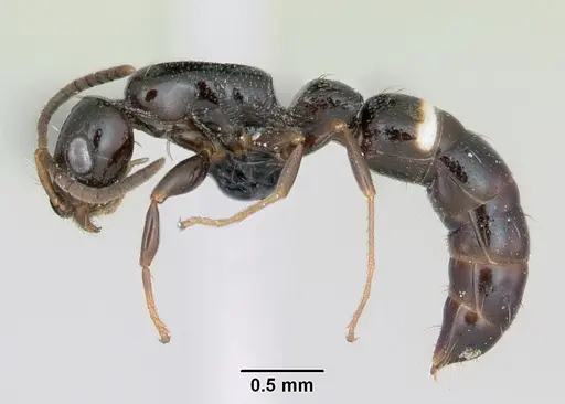 Tanipone zona - CASENT0491199