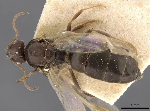 Tapinolepis bothae specimen