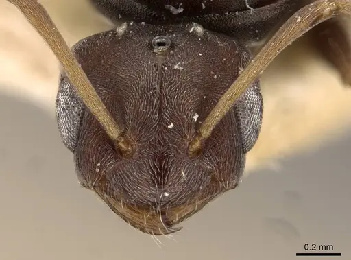 Tapinolepis bothae specimen