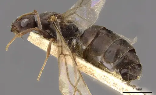 Tapinolepis bothae specimen