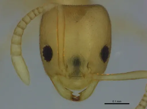 Tapinolepis candida specimen