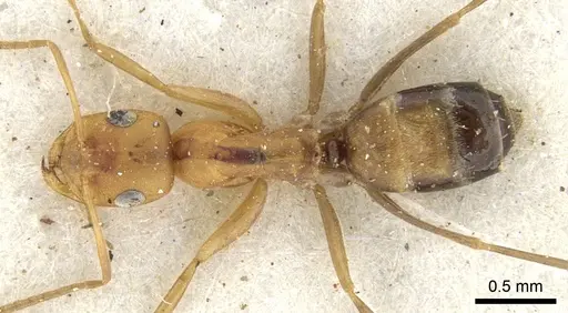 Tapinolepis deceptor specimen