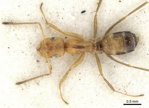 Tapinolepis deceptor specimen