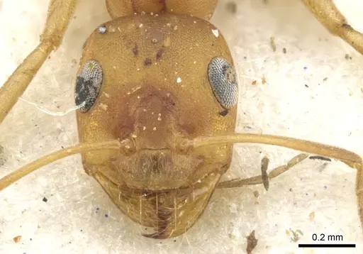 Tapinolepis deceptor specimen