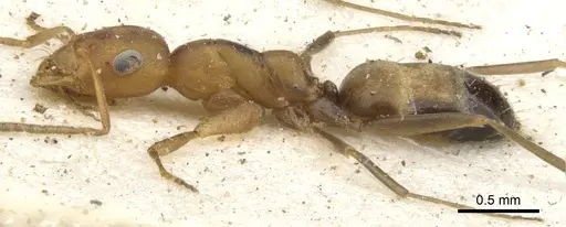 Tapinolepis deceptor - CASENT0903110