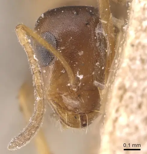 Tapinolepis decolor specimen