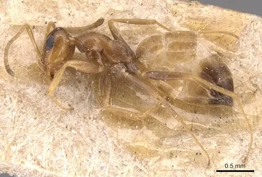 Tapinolepis decolor specimen