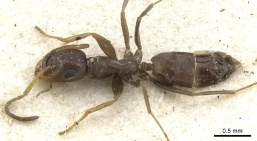 Tapinolepis litoralis specimen