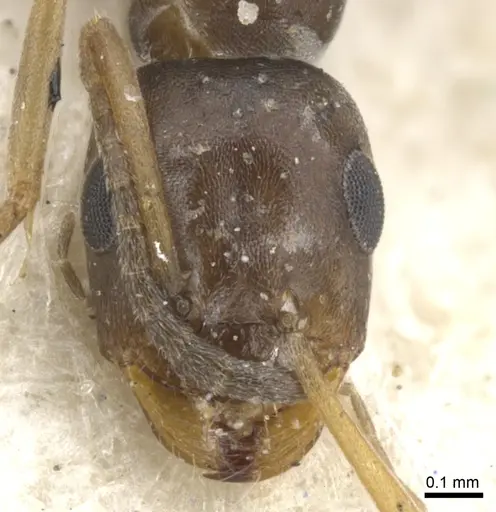 Tapinolepis litoralis specimen