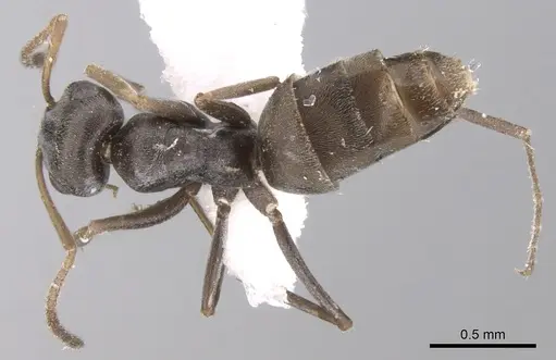 Tapinolepis longitarsis specimen