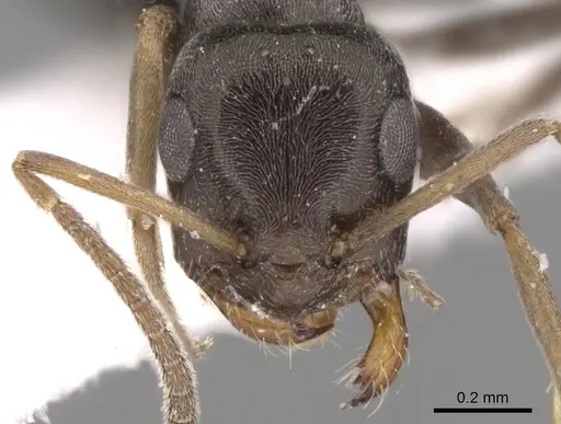 Tapinolepis longitarsis specimen
