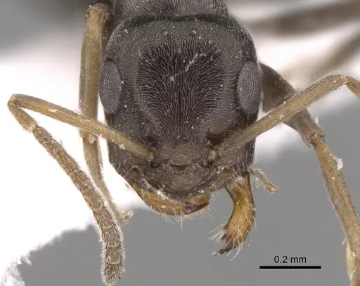 Tapinolepis longitarsis specimen