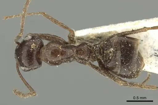 Tapinolepis mediterranea specimen