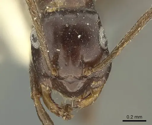 Tapinolepis mediterranea specimen