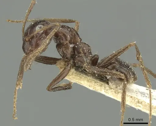 Tapinolepis mediterranea specimen