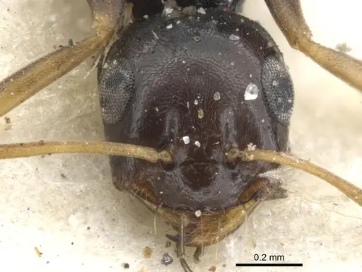 Tapinolepis melanaria specimen