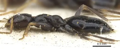 Tapinolepis melanaria specimen