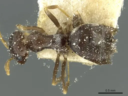 Tapinolepis simulans specimen