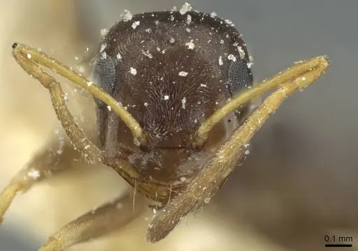 Tapinolepis simulans specimen