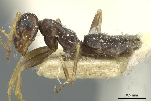 Tapinolepis simulans specimen