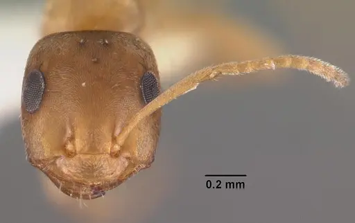 Tapinolepis trimenii specimen