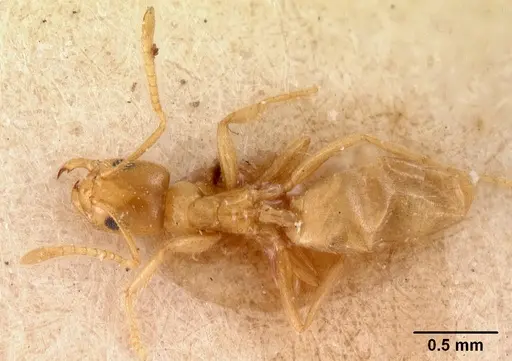 Tapinolepis tumidula specimen