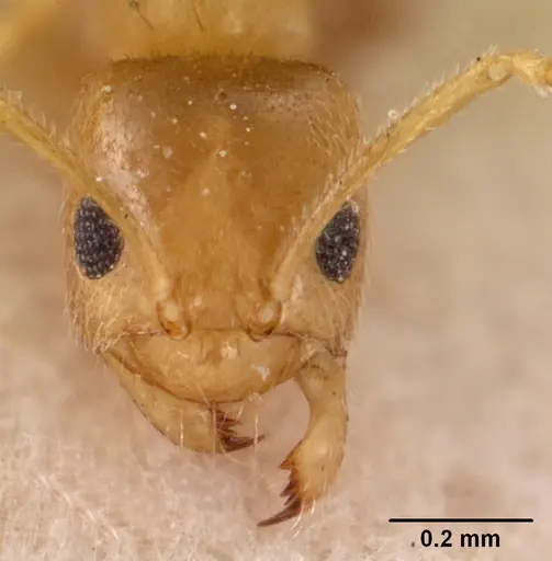 Tapinolepis tumidula specimen