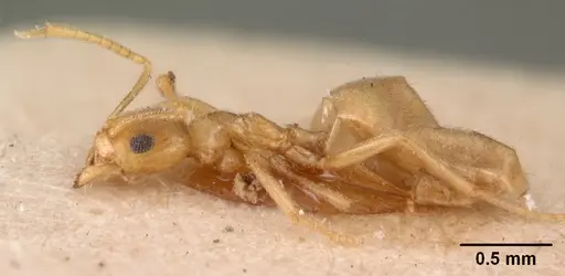 Tapinolepis tumidula specimen