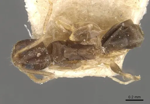 Tapinoma acuminatum specimen