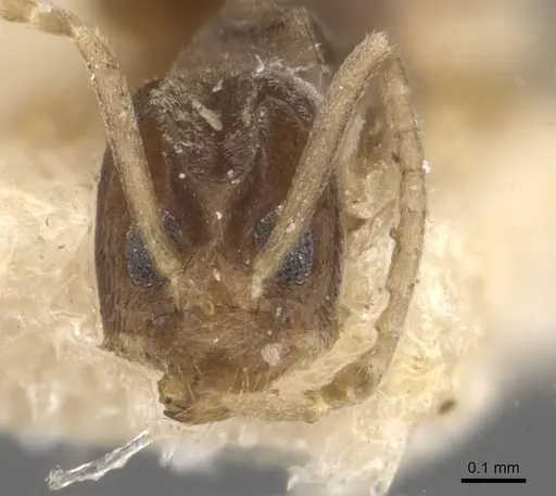 Tapinoma acuminatum specimen