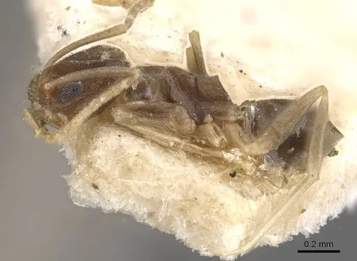 Tapinoma acuminatum specimen