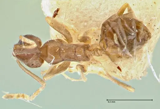 Tapinoma acuminatum - FOCOL2868