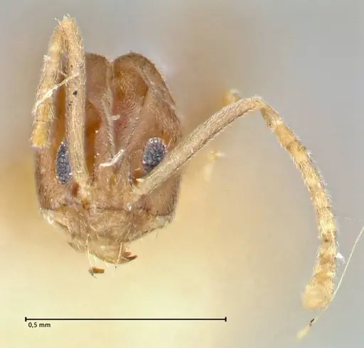 Tapinoma acuminatum - FOCOL2868