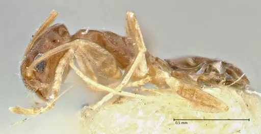 Tapinoma acuminatum - FOCOL2868