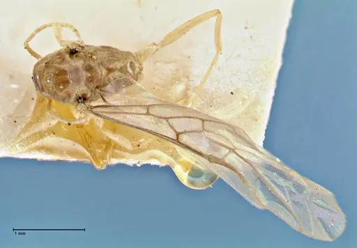 Tapinoma acuminatum - FOCOL2869