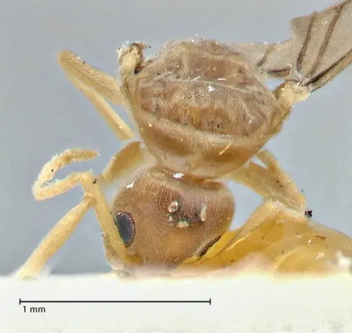 Tapinoma acuminatum - FOCOL2869