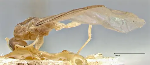 Tapinoma acuminatum - FOCOL2869